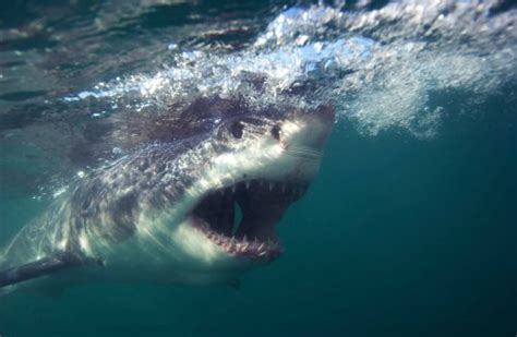 Great White Shark Bites the Head Off of a Diver in Extremely Rare Type of Fatal Shark Attack ...