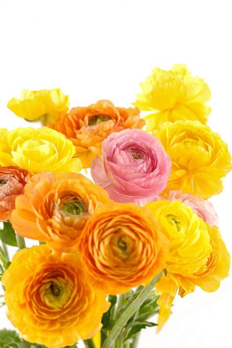 How to Plant Ranunculus Bulbs - Planting, Growing, and Storing