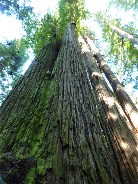 Redwoods Near Crescent City - Jedediah Smith & Del Norte Coast