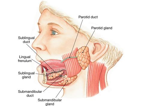 Blocked Salivary Gland Lip