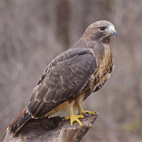 Facts About Buzzards | Red tailed hawk, Hawk pictures, Hawk species