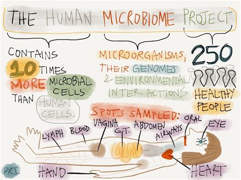 What Is The Human Microbiome Project? A Visual Explanation | Human ...