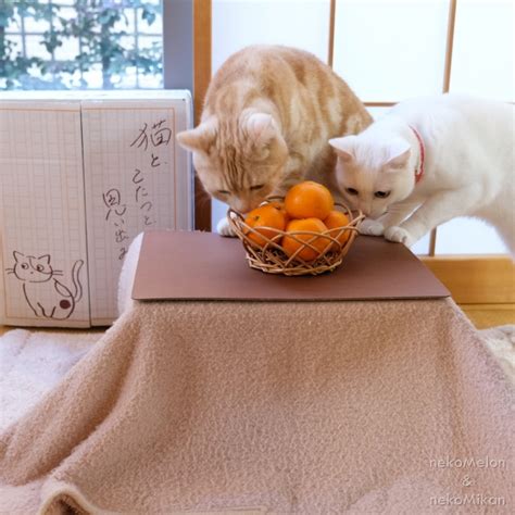 Cat kotatsu let your feline friends relax through winter the Japanese ...