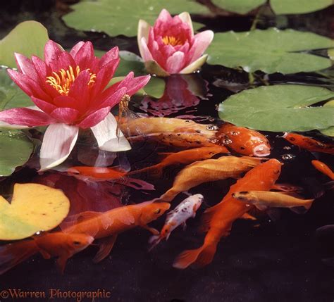 Goldfish at the surface of a pond photo WP07087