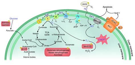 JCI - How does blood glucose control with insulin save lives in intensive care?