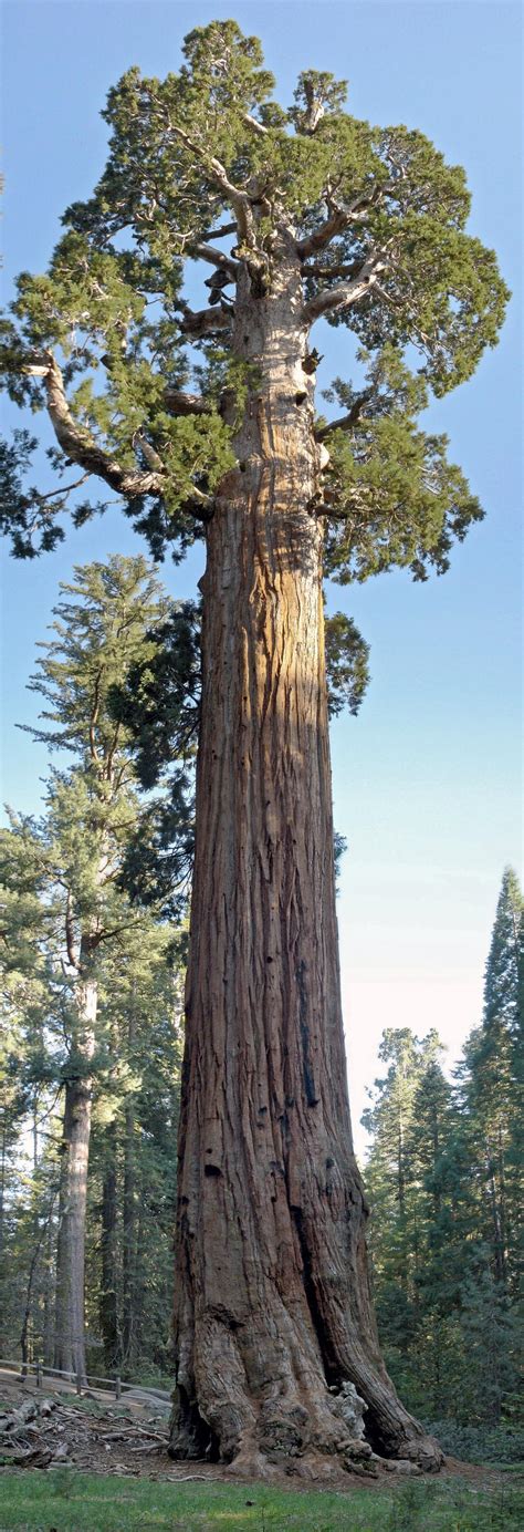 Wirtualny atlas roślin: Mamutowiec olbrzymi / Sequoiadendron giganteum