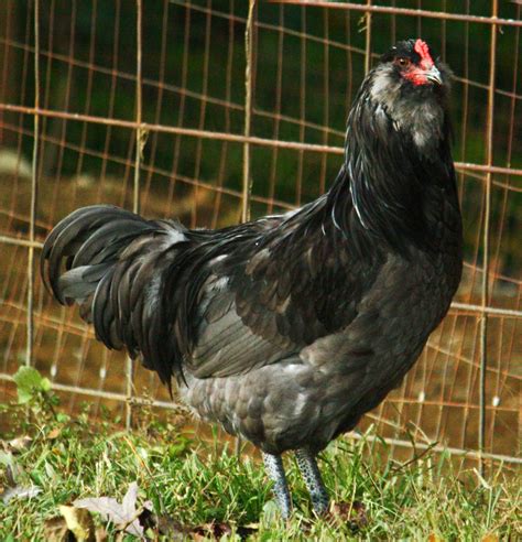 Ameraucana - Wikipedia