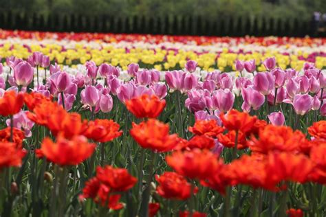 13 Hokkaido Flower Fields to Visit in Japan - Pages of Travel