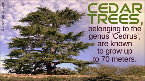 Cedar Tree Facts