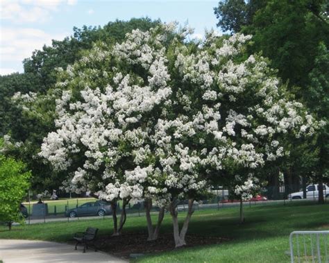 WHITE Crape Myrtle Tree (22' Crisp Snow White)