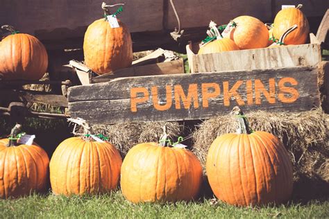 Pumpkin Patch Free Stock Photo - Public Domain Pictures