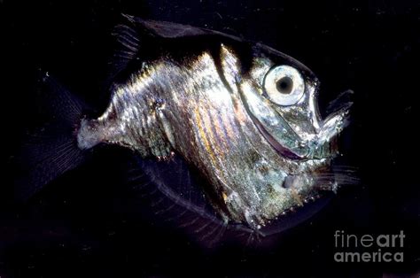 Deep Sea Hatchetfish Photograph by Dante Fenolio