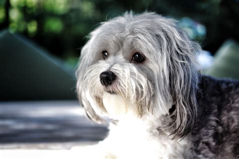 Havanese | Havanese dogs, Bichon dog, Havanese puppies