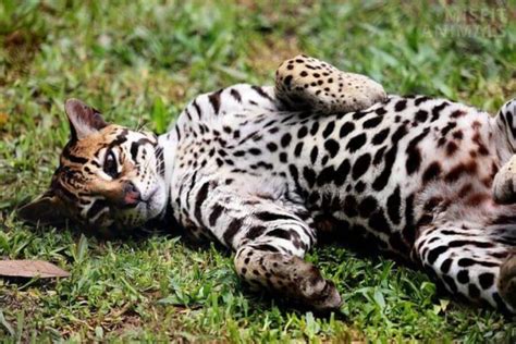 Ocelot Habitat: Where Do Ocelots Live? (Their Natural Range)