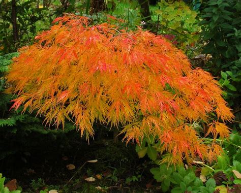 Waterfall Japanese Maple | Japanese maple tree, Japanese maple, Ornamental trees