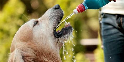 How Do Dogs Drink Water