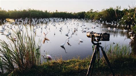 The Best Spots for Bird Watching in the U.S. | Condé Nast Traveler