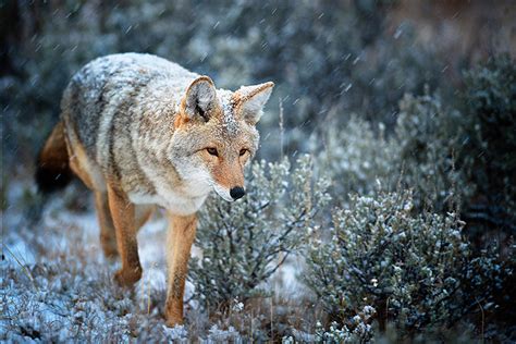 Wildlife Photography – How To Get Close