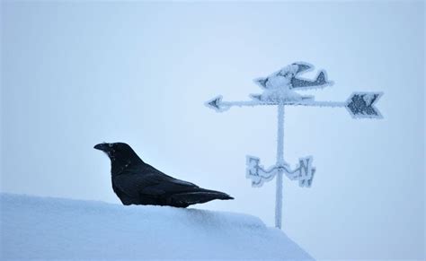 Move over, willow ptarmigan. The raven should be Alaska's state bird ...