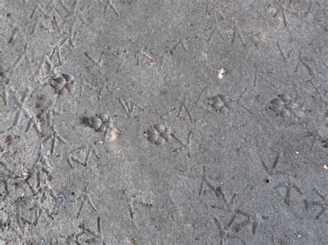 Coyote tracks?