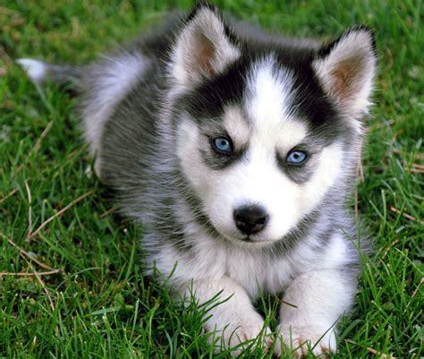 Siberian Husky - All Big Dog Breeds