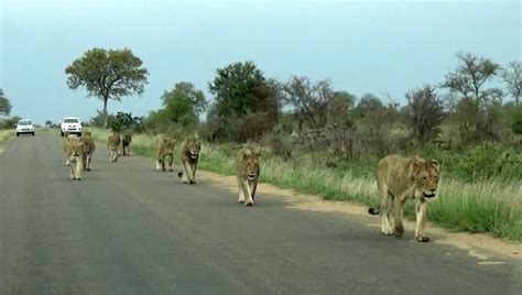 Largest Lion Pride Ever Marching in Road