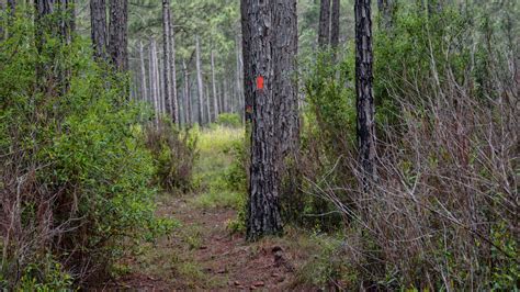 Hiking Apalachicola National Forest | Florida Hikes