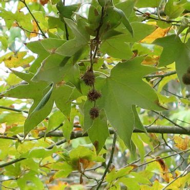 California Sycamore | Nature Collective