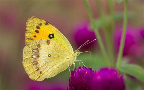 Clouded Yellow Butterfly: Identification, Life Cycle, and Behavior - Insectic