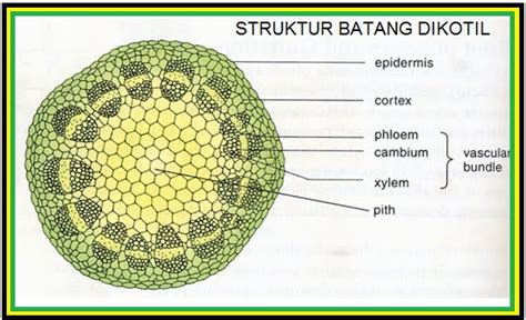 JARINGAN TUMBUHAN | Berita Biologi