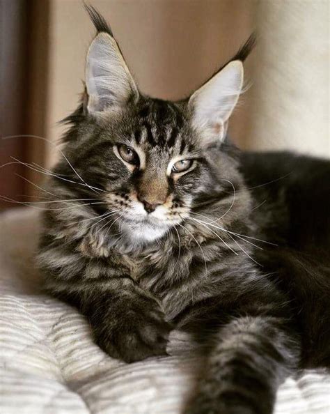 Kievan Steel of EuroCoons - Blue Silver Mackerel Male Maine Coot Cat - Maine Coon Kittens for ...