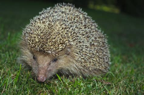 A hedgehog in the garden stock photo. Image of natural - 155658002