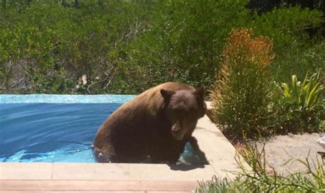 Bear shocks residents by using their swimming pool to escape the heat | Travel News | Travel ...