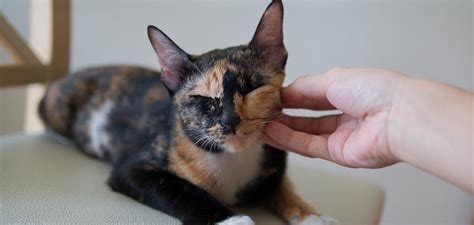 Tortoiseshell Calico Cat - Which Kitties Meet This Description?