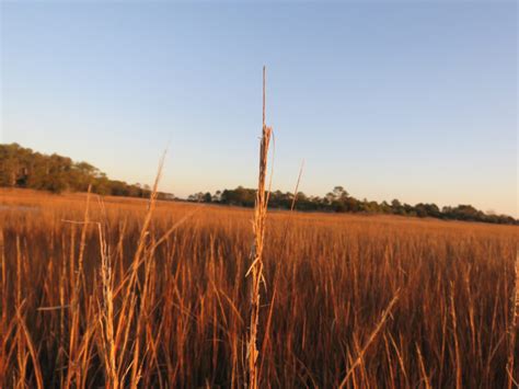 Saltmarsh Sparrows Surviving Virginia’s Winter Weather - The Center for Conservation Biology