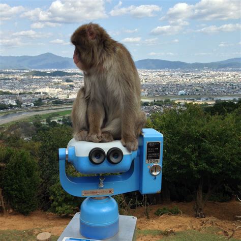 Monkey magic in Arashiyama Monkey Park Iwatayama | Japamigo