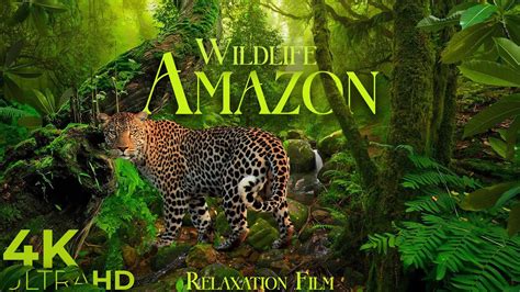 Amazon Jungle Animals Video