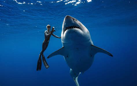 Giant Sea Creature Eats Shark