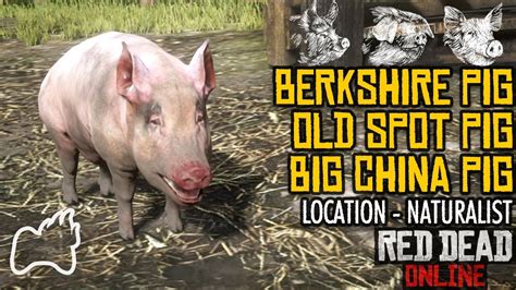 RED DEAD ONLINE Berkshire Pig, Old Spot Pig and Big China Pig Location ...