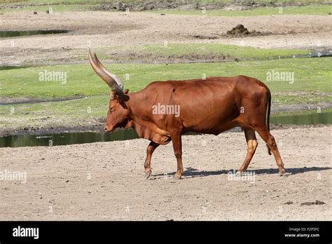 Sanga cattle hi-res stock photography and images - Alamy