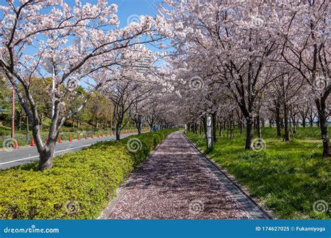 Arakawa River Cherry Blossoms in Japan Tokyo Stock Image - Image of ...