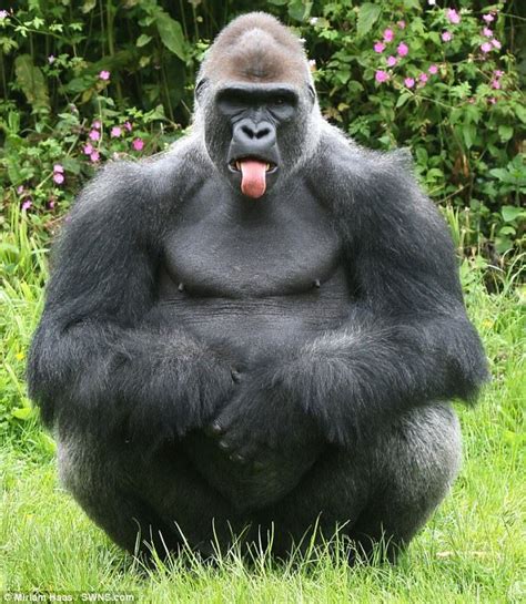 Cheeky Gorilla Sticks Out Tongue