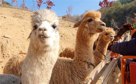 Alpaca World Korea - Animal Farm in Nature & Getting There | KoreaToDo