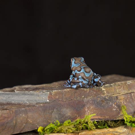 Dendrobates auratus Super Blue - Jungle Jewel Exotics