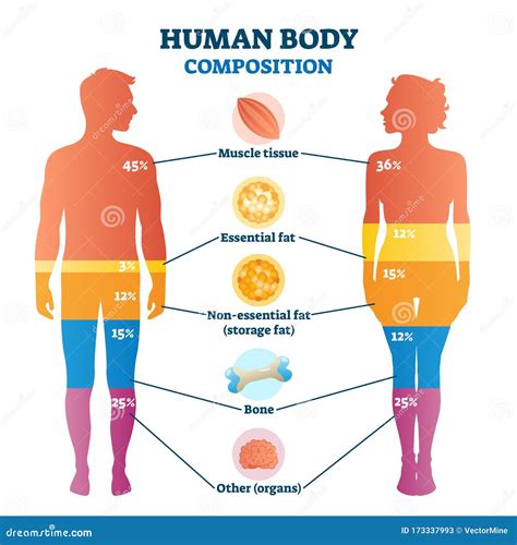 anket Elimden geleni yap Alfabe human body composition - fishkillbaptistnurseryschool.org