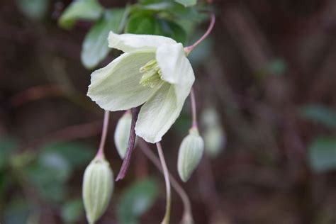 Best Winter-Flowering Clematis | BBC Gardeners World Magazine