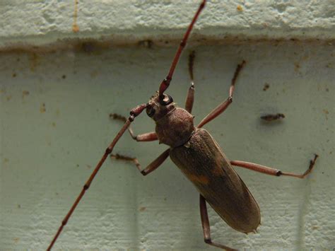 big bug | A long-antenna'd beetle. See next photo for the le… | Flickr