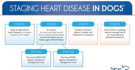 Can Congestive Heart Failure In Dogs Be Treated