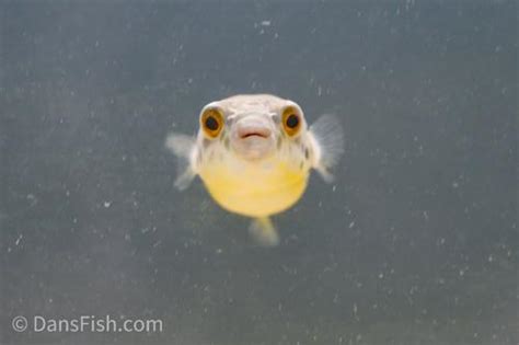 Congo Spotted Puffer (Tetraodon schoutedeni) - Dan's Fish