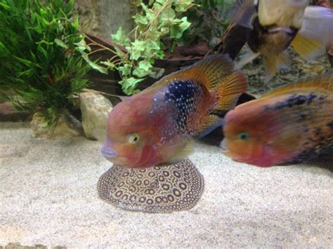 Vieja Cichlid | MonsterFishKeepers.com